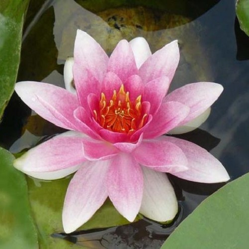 Nymphaea - Masaniello